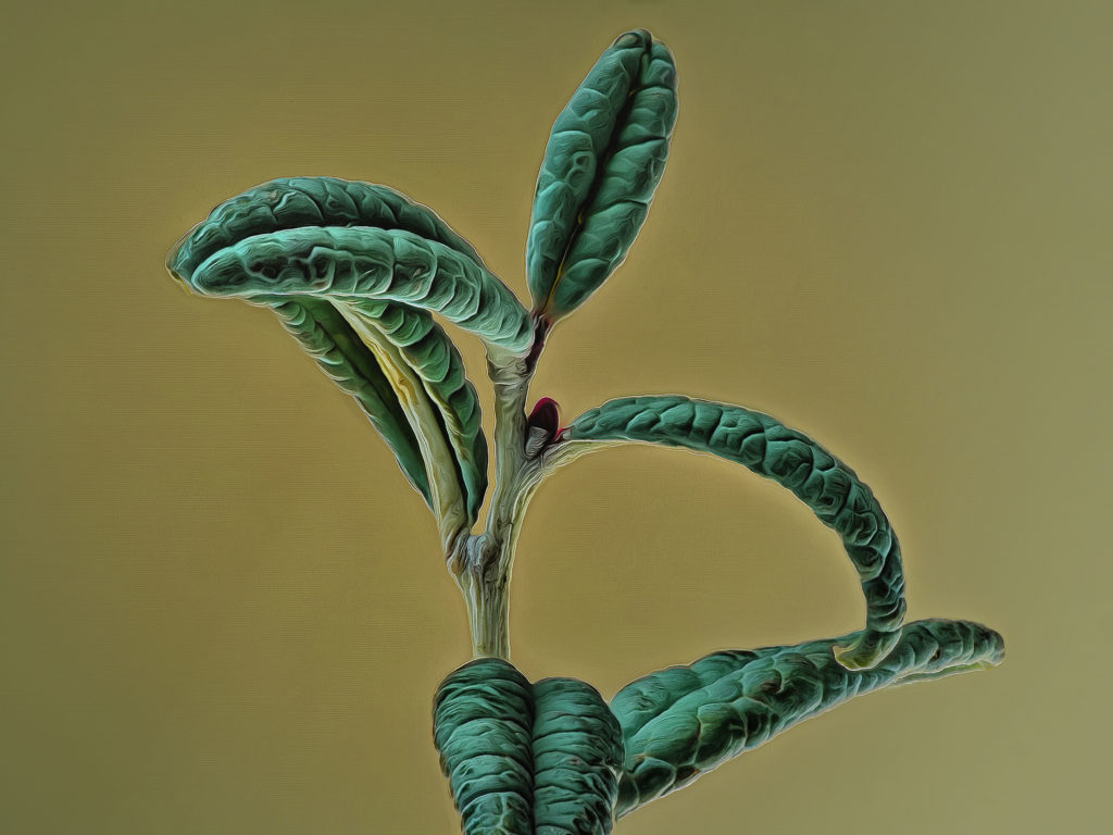 Andromeda polifolia - "Blue Lagoon"