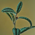Andromeda polifolia - "Blue Lagoon"