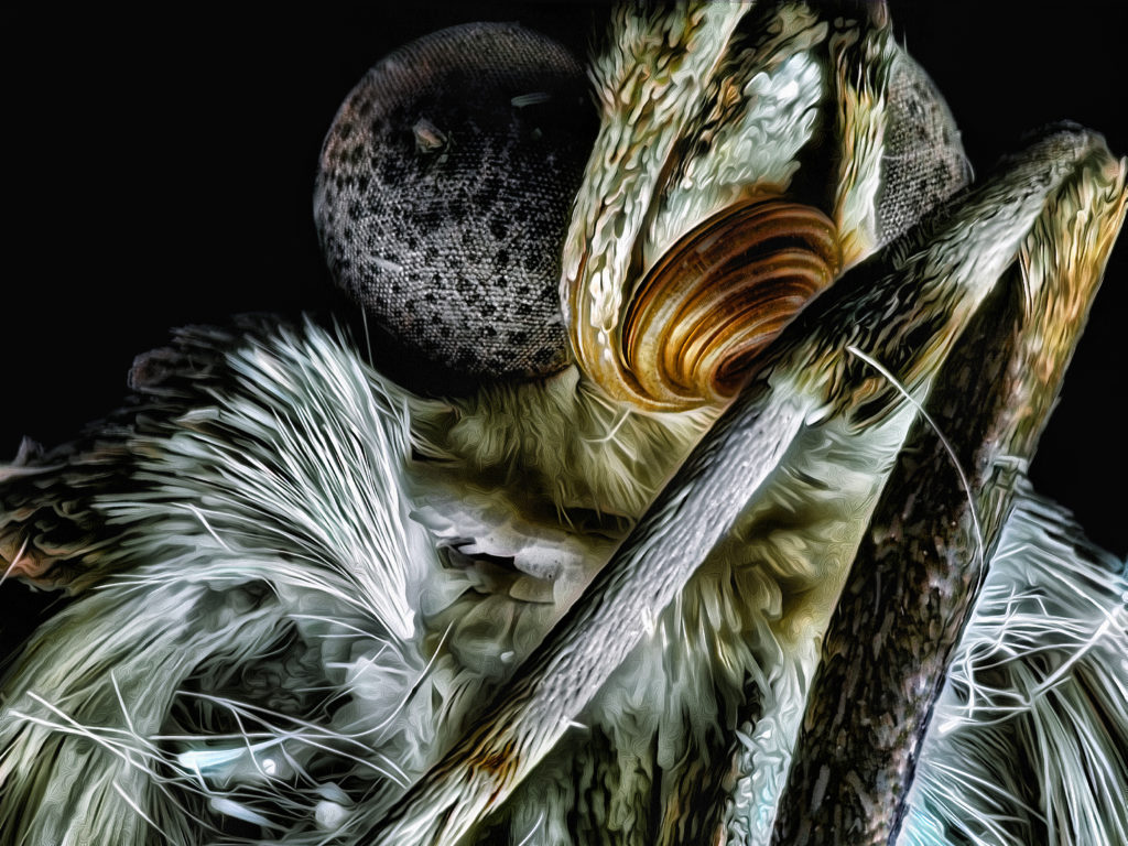 Buchsbaumzünsler (Cydalima perspectalis)