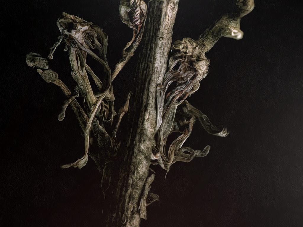 2023-04-11 - Lactuca serriola (Kompasslattich)