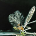 2023-04-12 - Trichocera (Wintermücke)