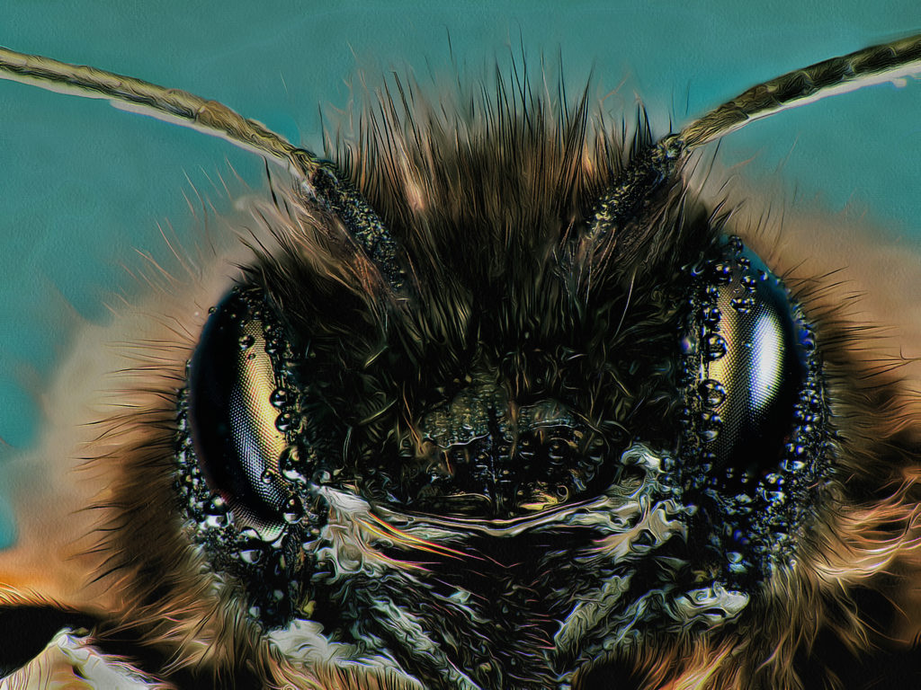 2023-04-16 - Osmia cornuta (Gehörnte Mauerbiene ♀)