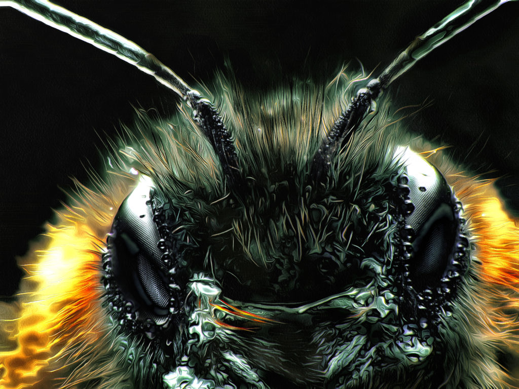 2023-04-16 - Osmia cornuta (Gehörnte Mauerbiene ♀)