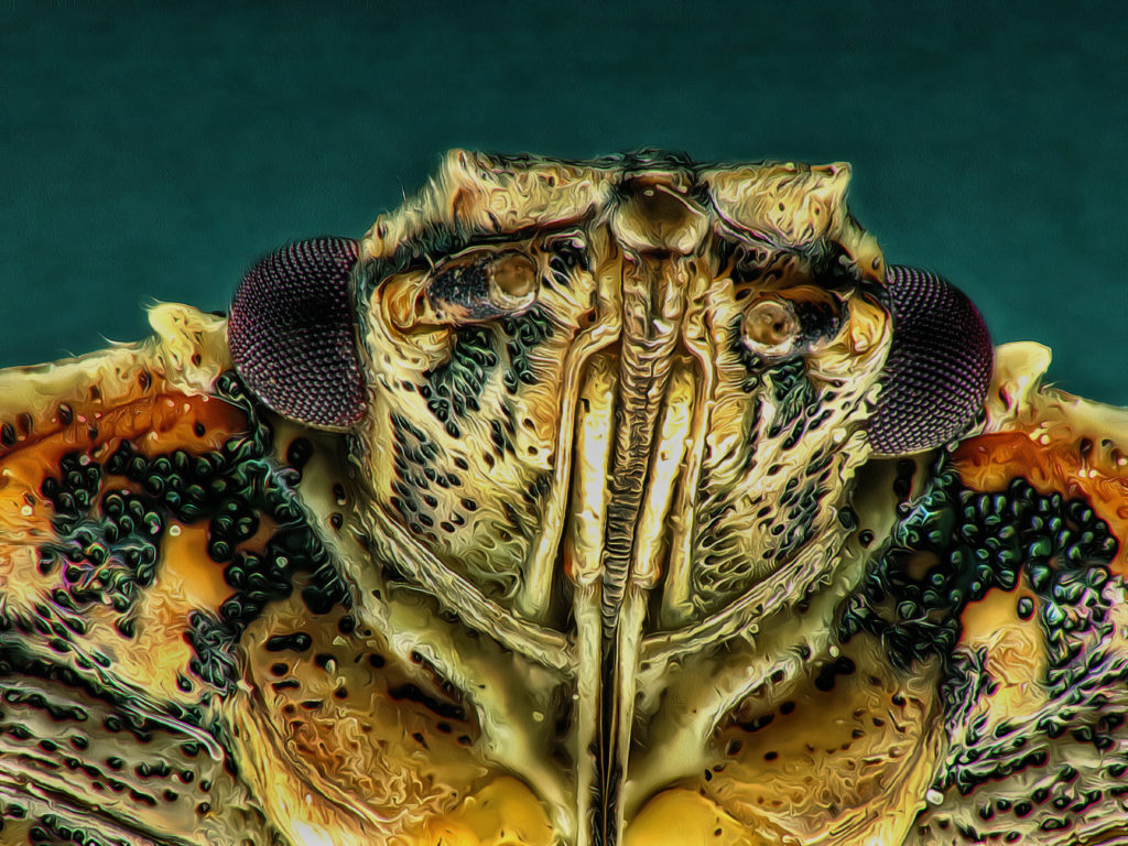 2023-04-17 - Dolycoris baccarum (Beerenwanze)