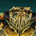 2023-04-17 - Dolycoris baccarum (Beerenwanze)