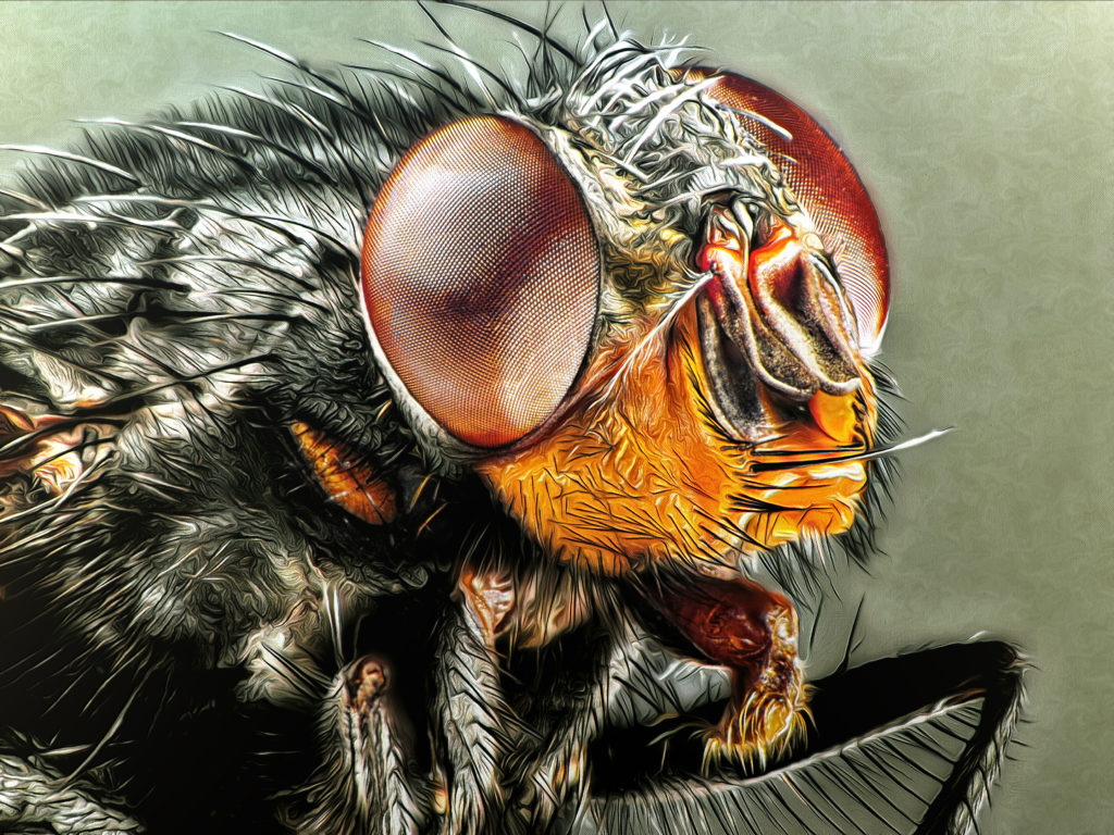 2023-05-30 - Musca domestica (Unterart: Scheibenbremse)