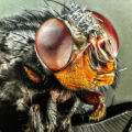2023-05-30 - Musca domestica (Unterart: Scheibenbremse)