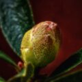 2024-03-25 - Residenzia - Balkon - BloomBux
