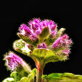 2024-03-25 - Residenzia - Balkon - Blaue Katzenminze (Nepeta x faassenii)