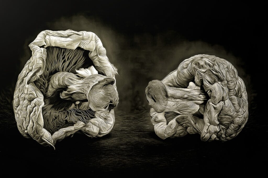 Agaricus bisporus (Kulturchampignon)