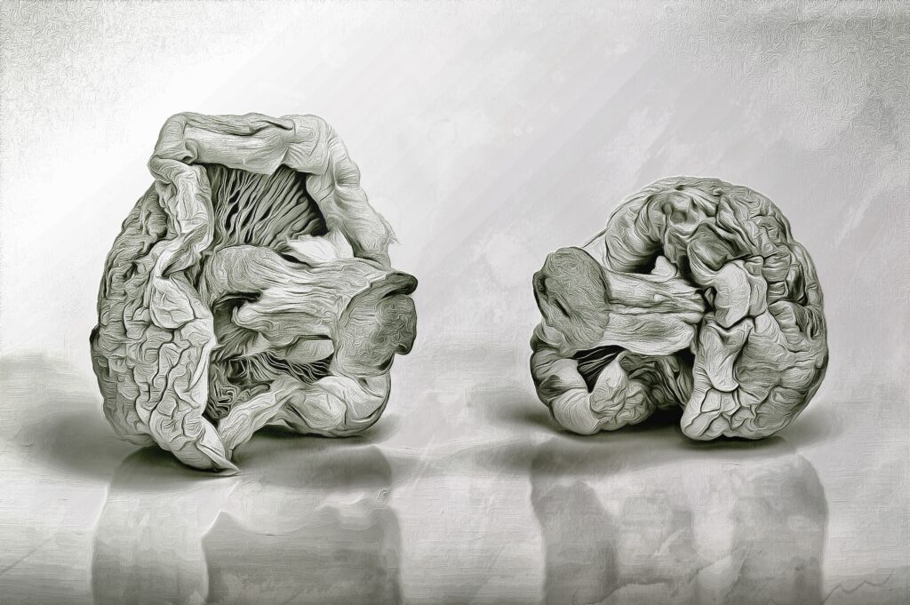 Agaricus bisporus (Kulturchampignon)