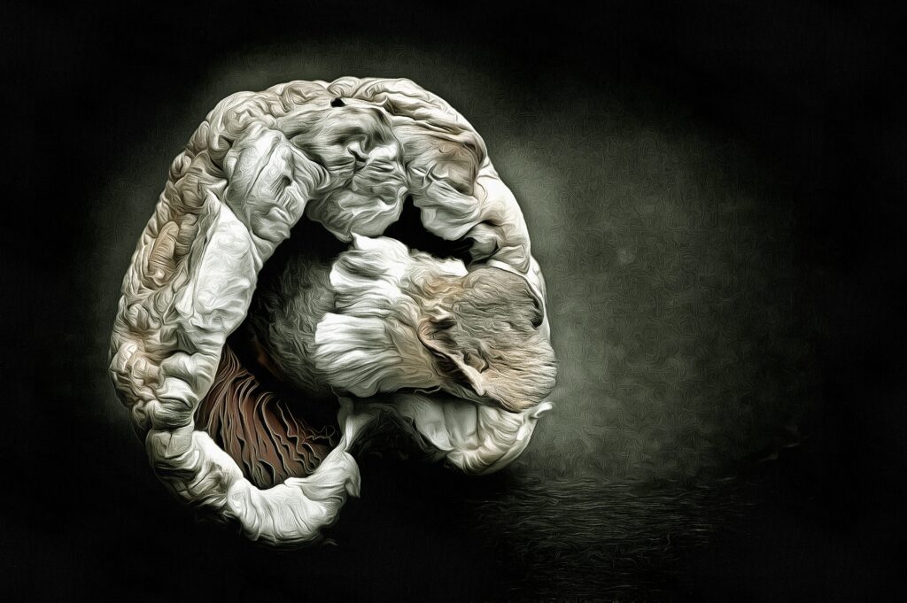 Agaricus bisporus (Kulturchampignon)